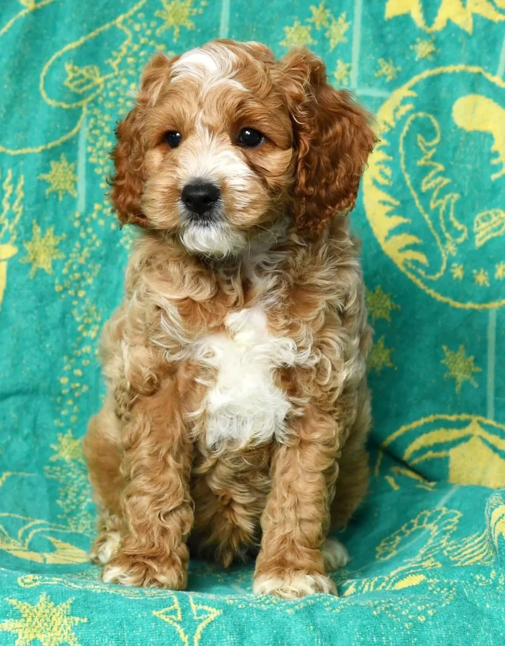 Cockapoo