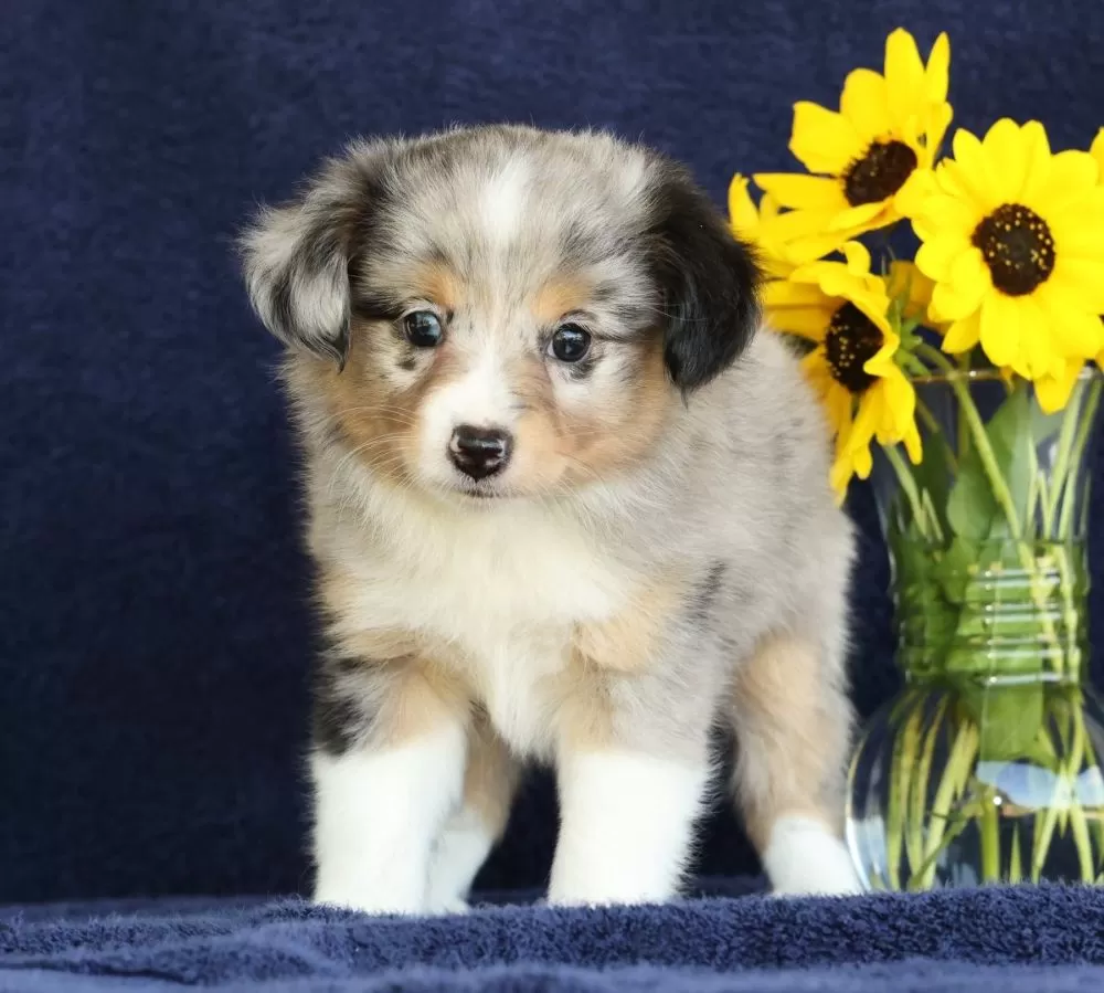 Mini Aussie /Pomeranian Mix