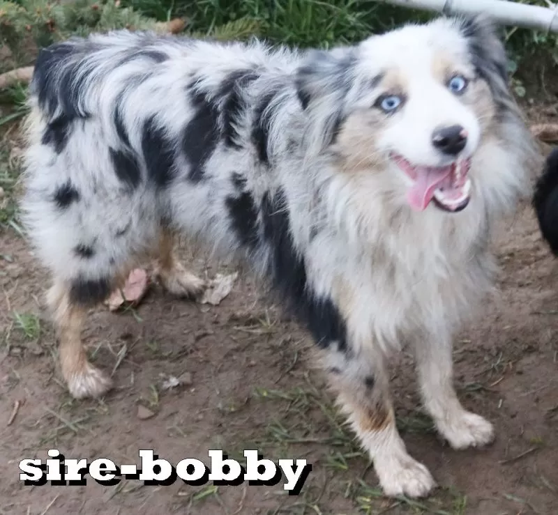 Puppy Name: Bobby