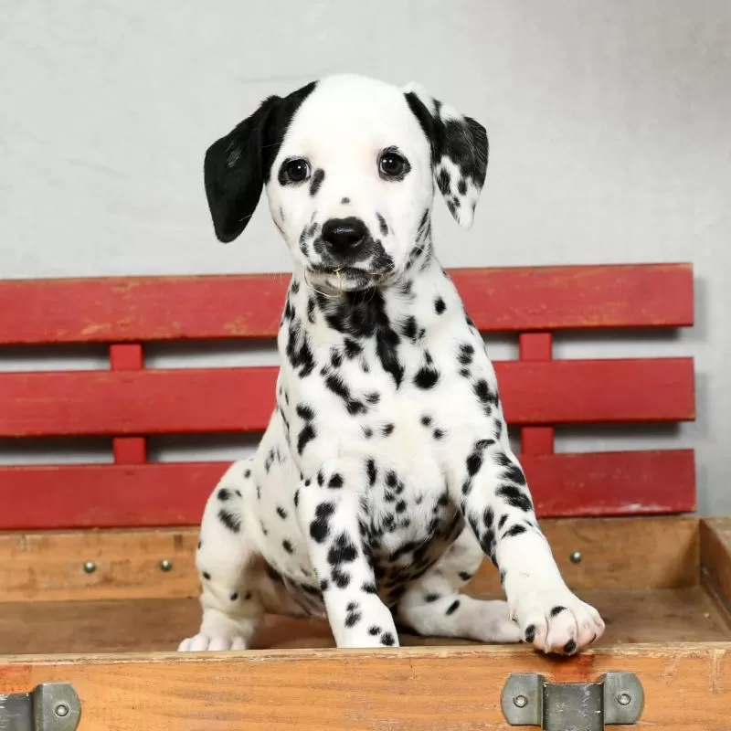 Perdita