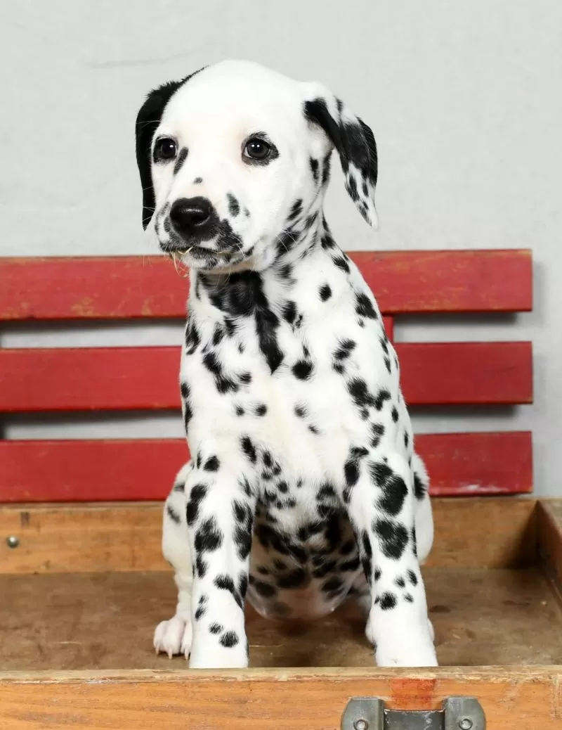 Perdita