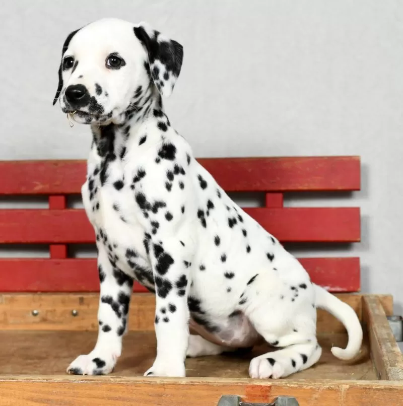 Perdita