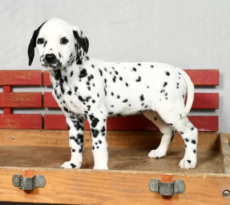 Perdita