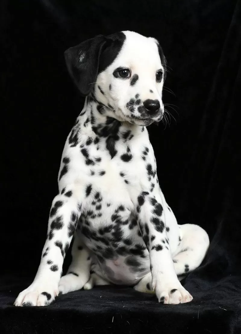 Perdita