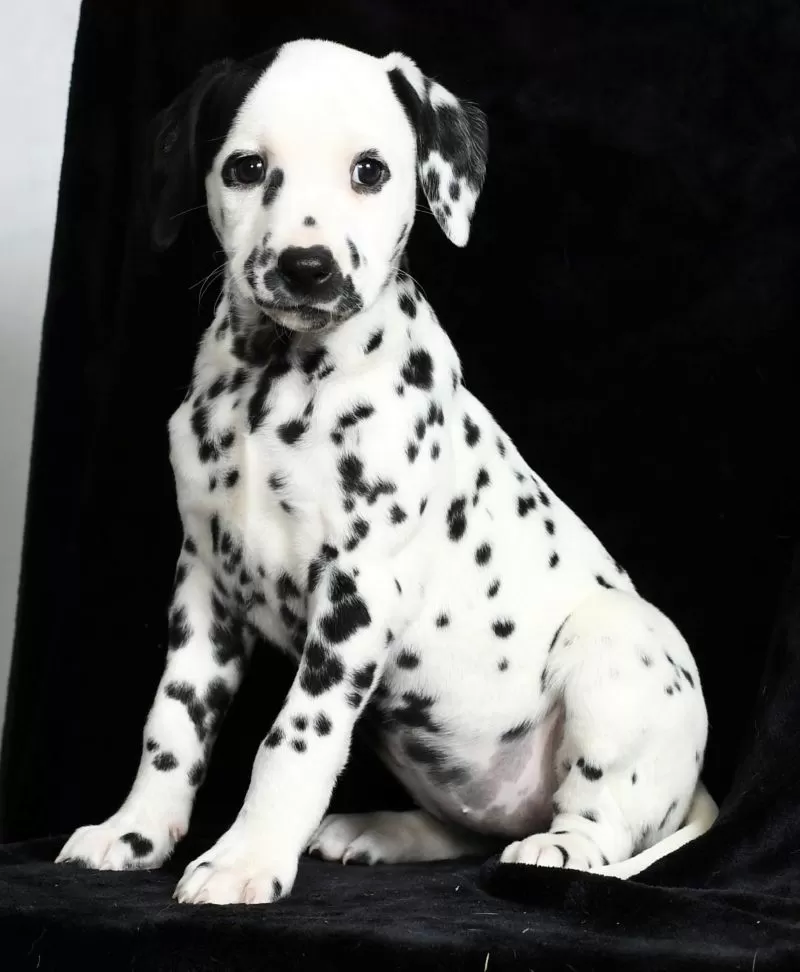 Perdita
