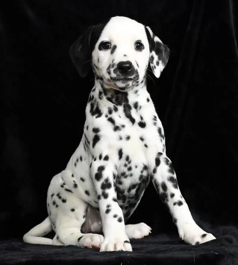 Perdita