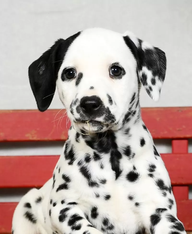 Perdita