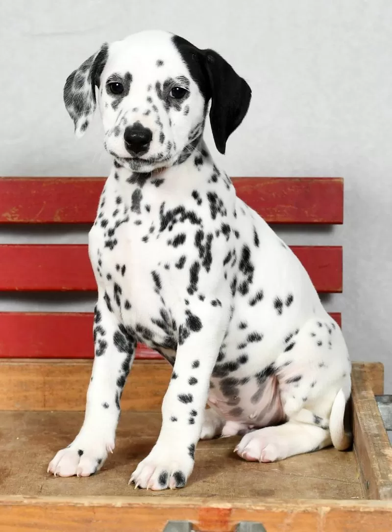 Pongo