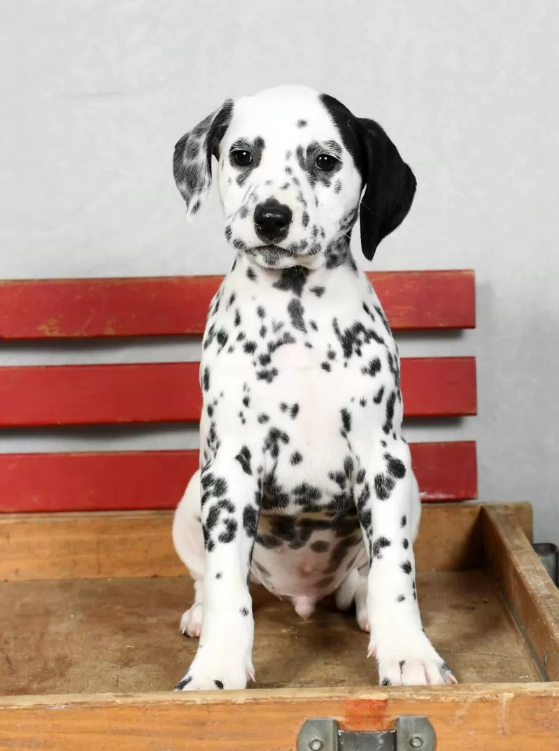 Pongo
