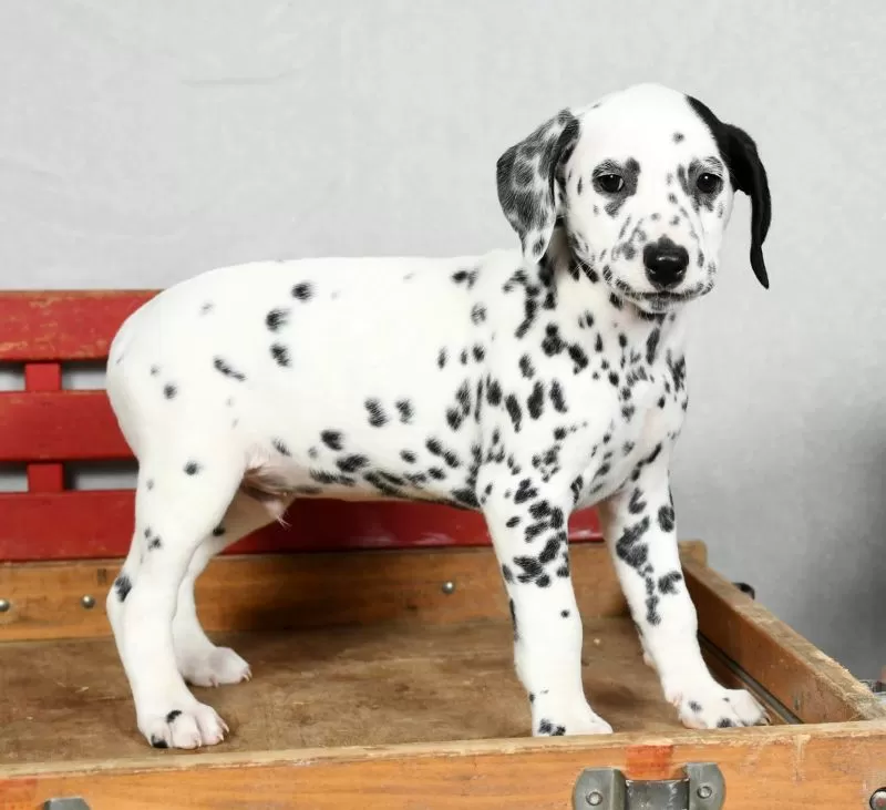 Pongo