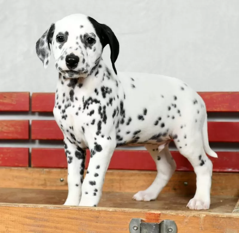 Pongo