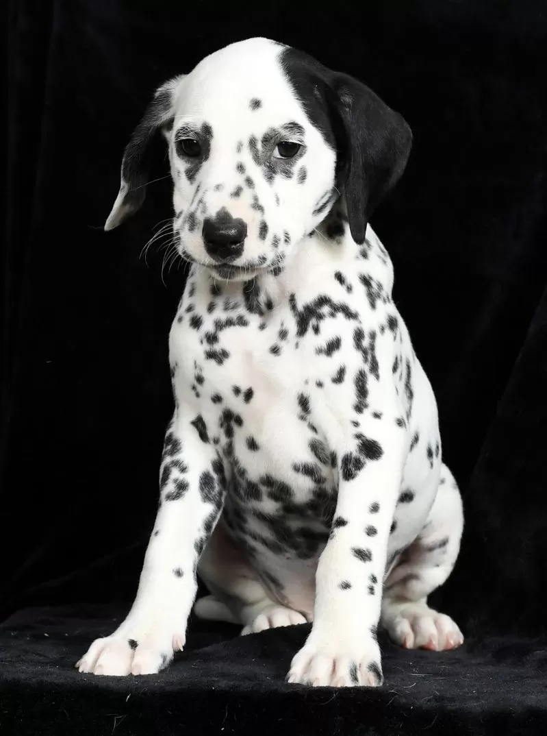 Pongo