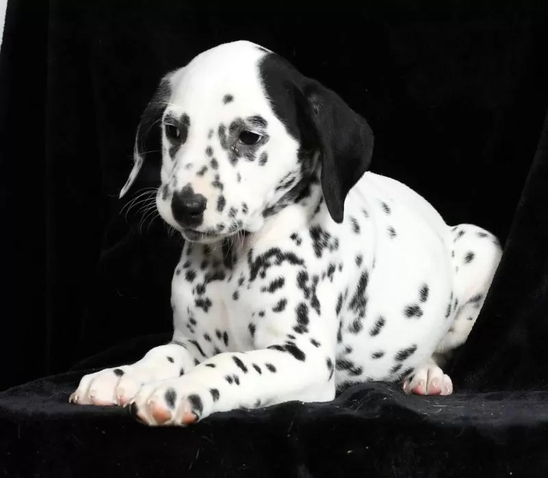 Pongo