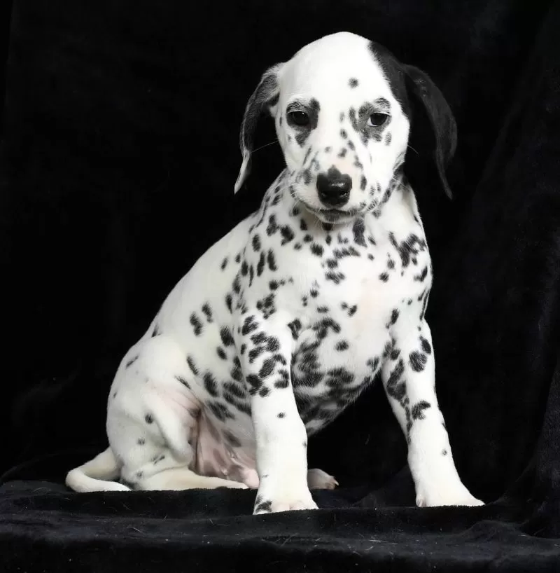 Pongo