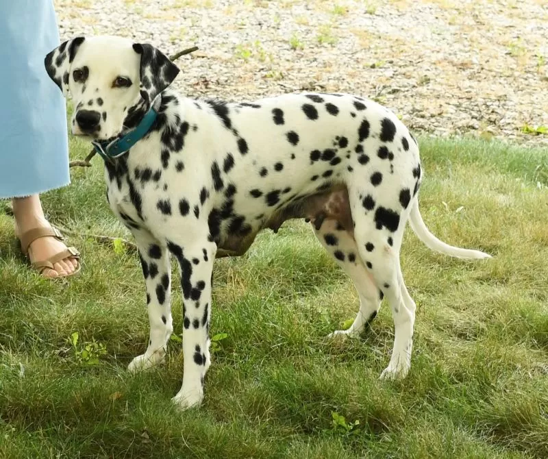 Pongo