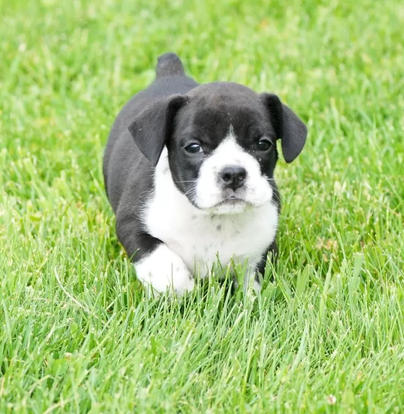 Abby