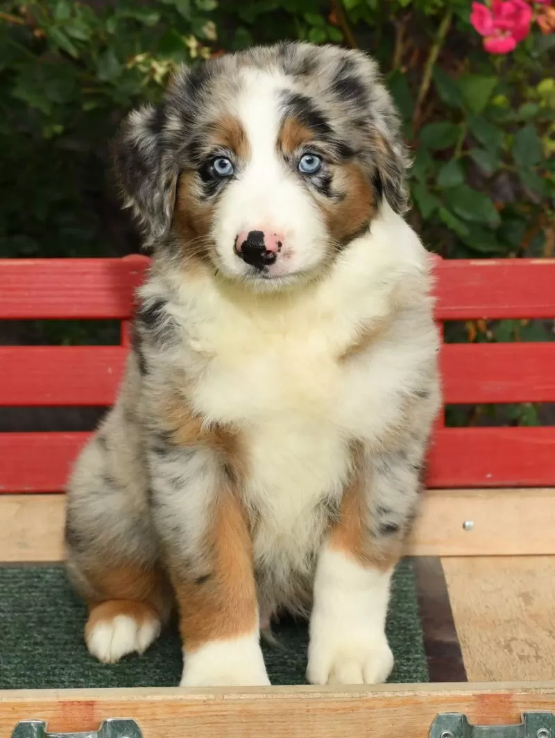 Puppy Name: Arnold