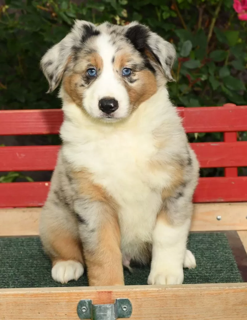 Puppy Name: Archie