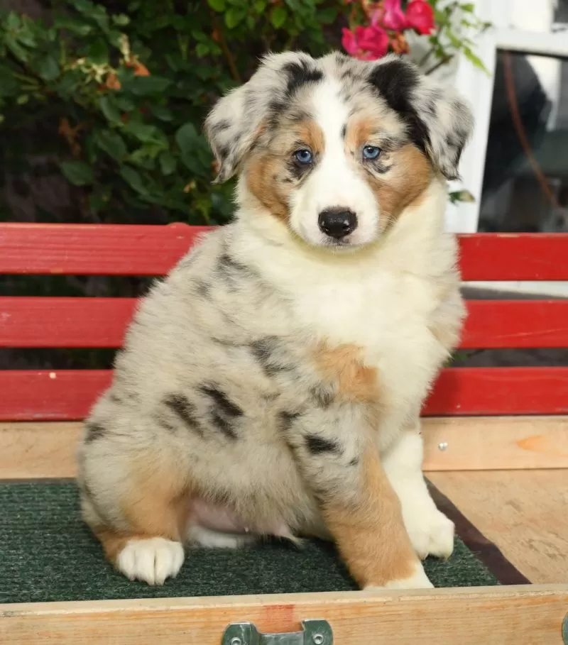 Archie