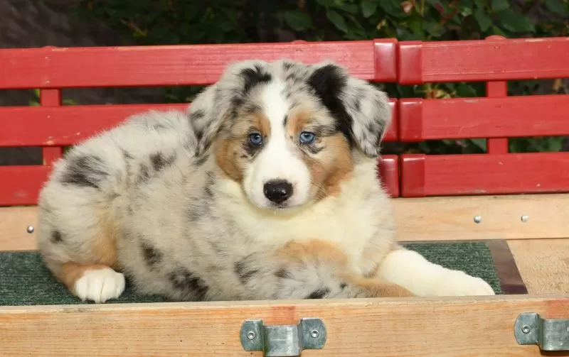 Archie