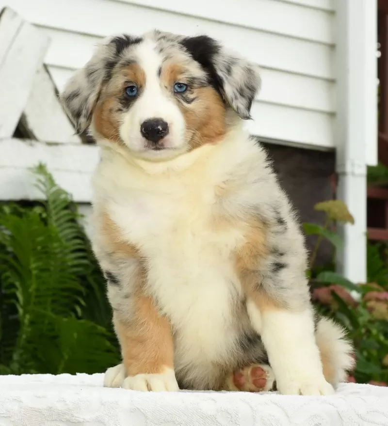Archie