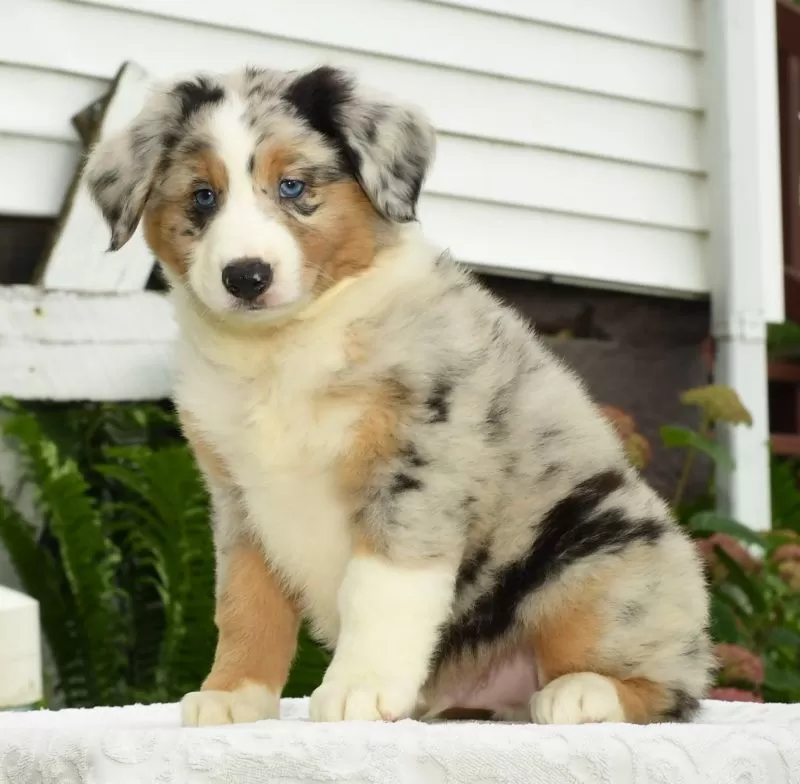 Archie