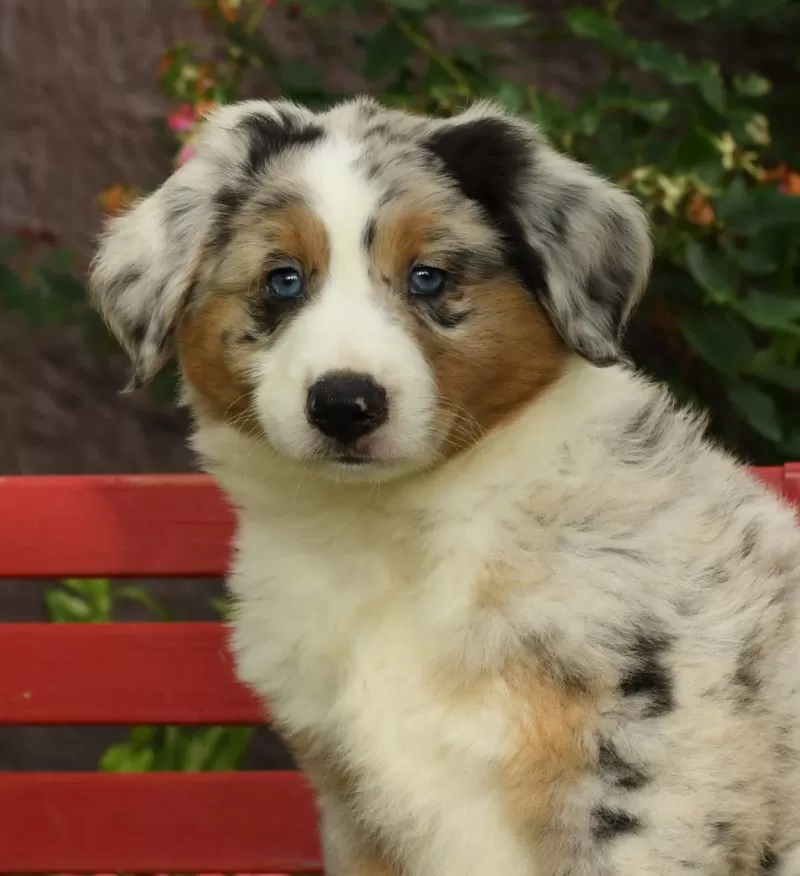 Archie
