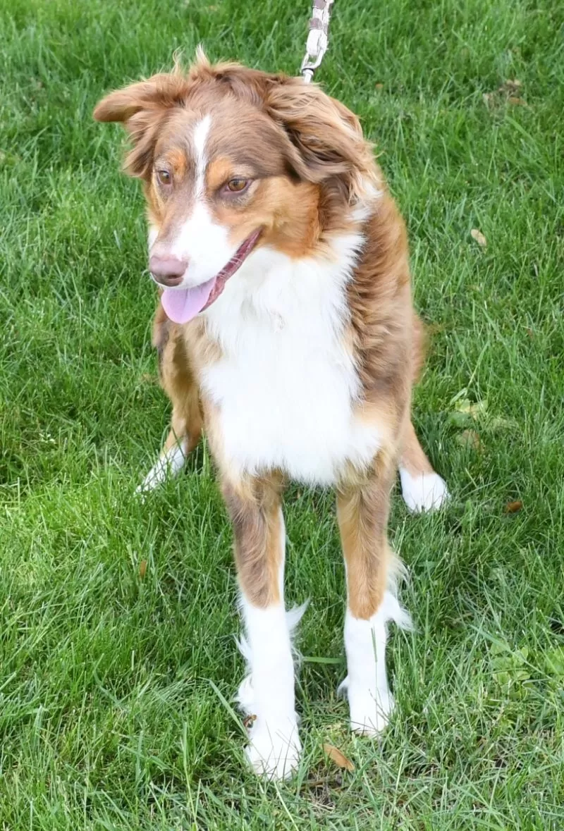 Archie