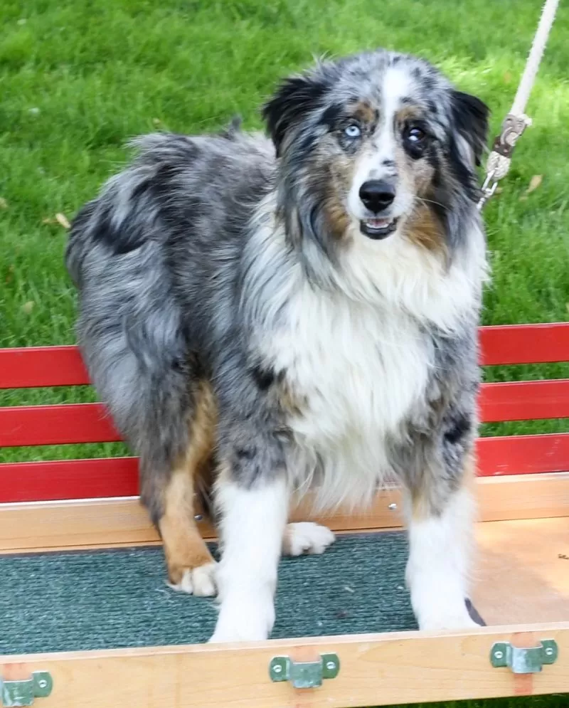 Archie