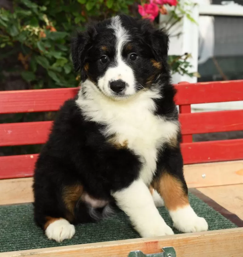 Puppy Name: Austin