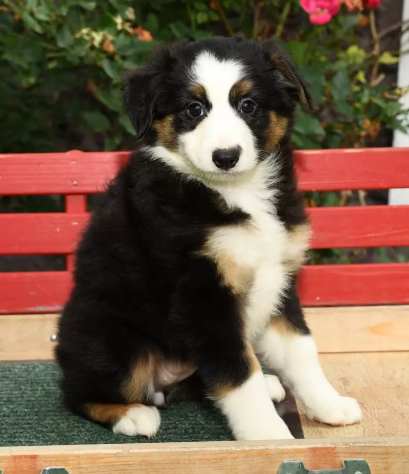 Puppy Name: Annabelle