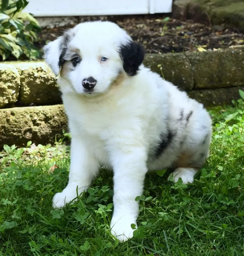 Puppy Name: Copper