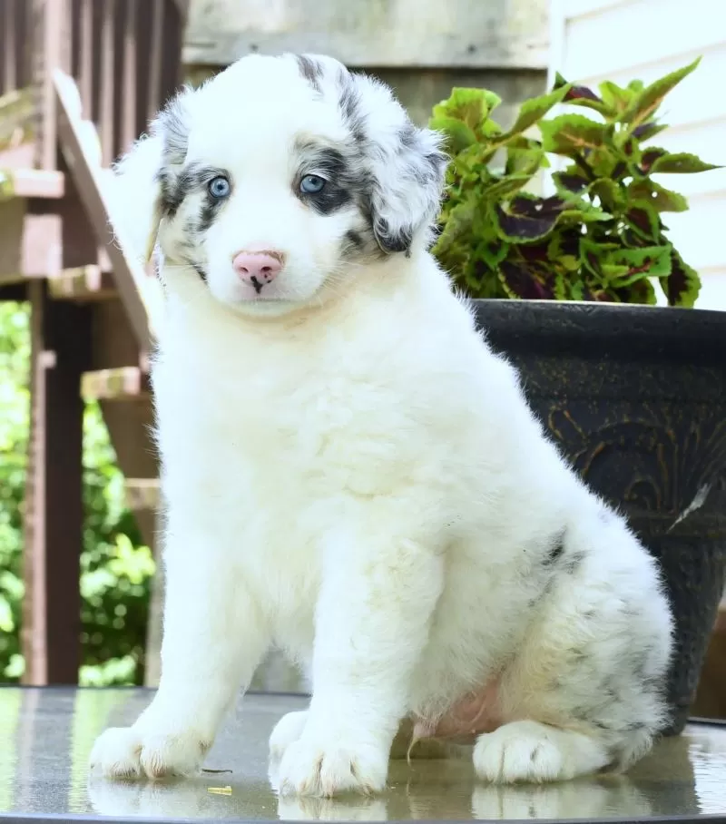Puppy Name: Ted