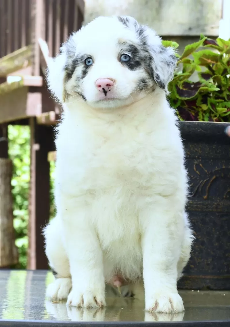 Ted