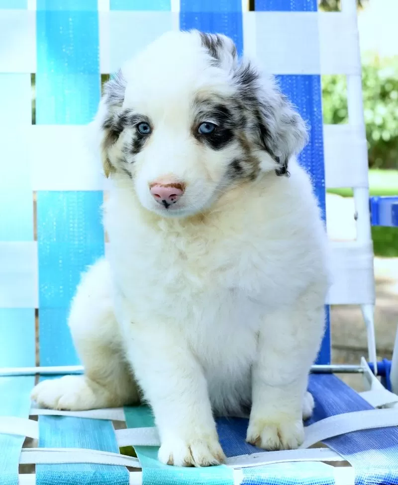 Ted