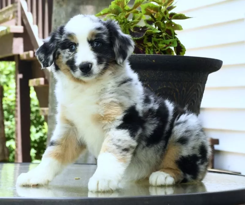 Puppy Name: Summer