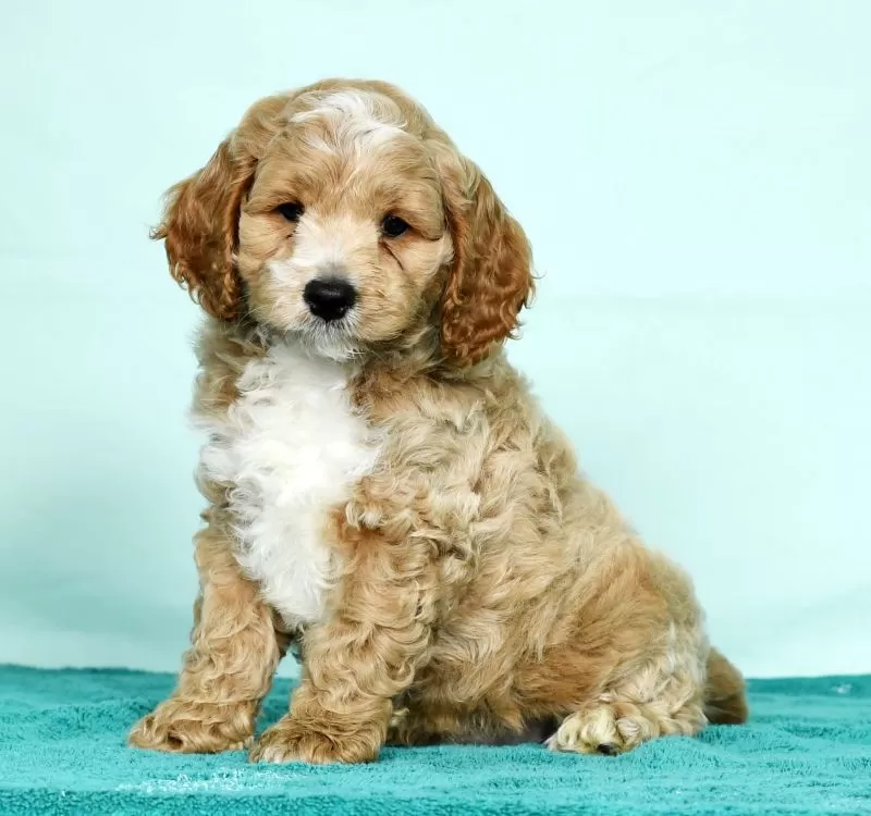 Puppy Name: Coco