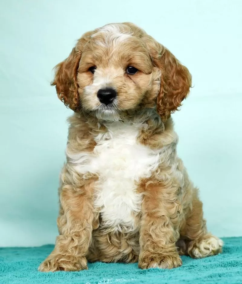 Coco