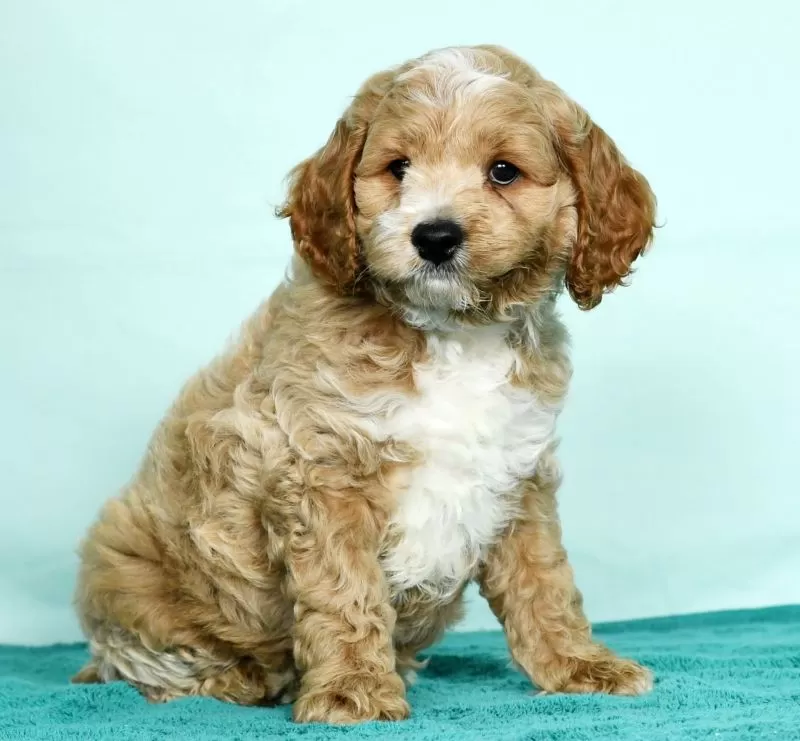 Coco