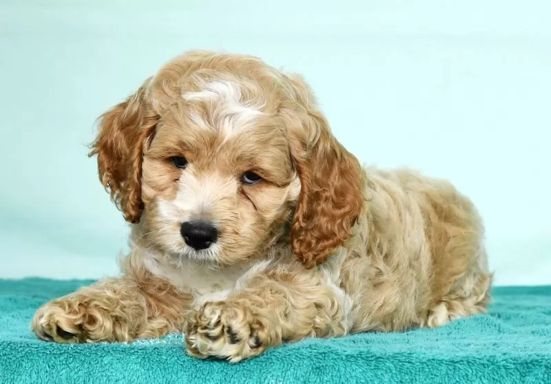 Coco