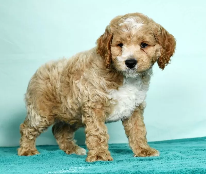Coco