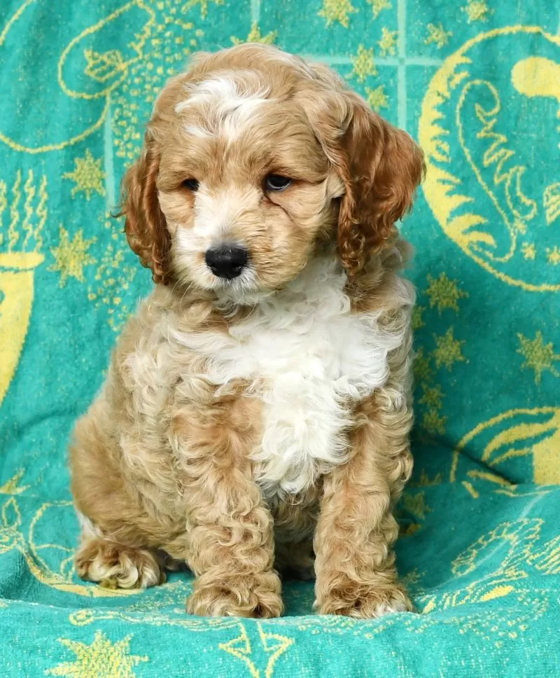 Coco