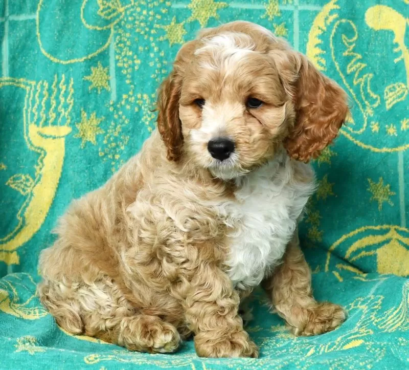 Coco