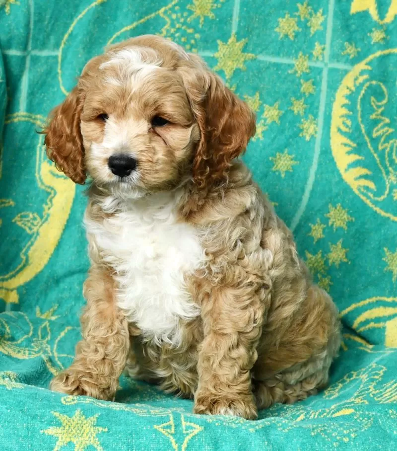 Coco