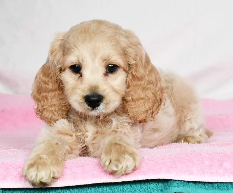 Puppy Name: Missy