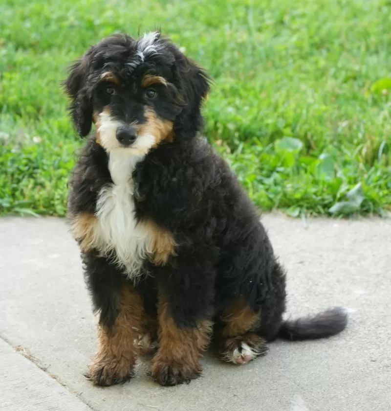 Puppy Name: Buddy