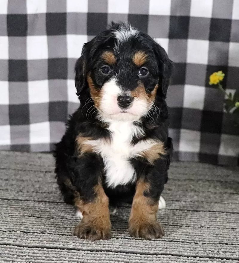 Buddy