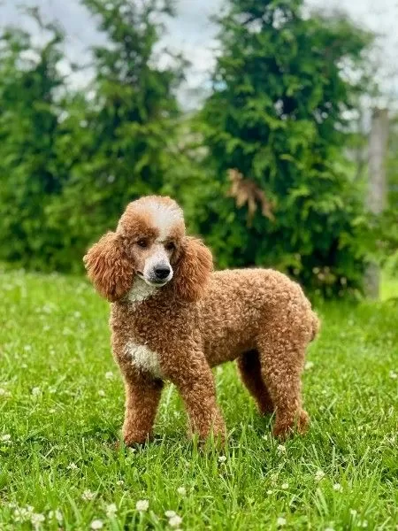 Buddy