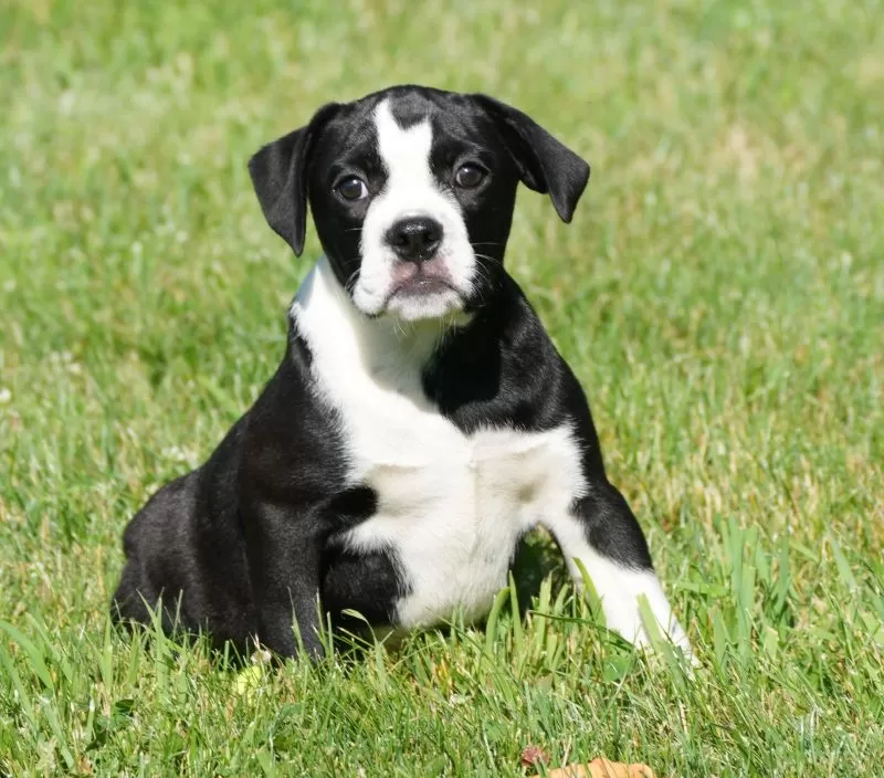 Puppy Name: Abby