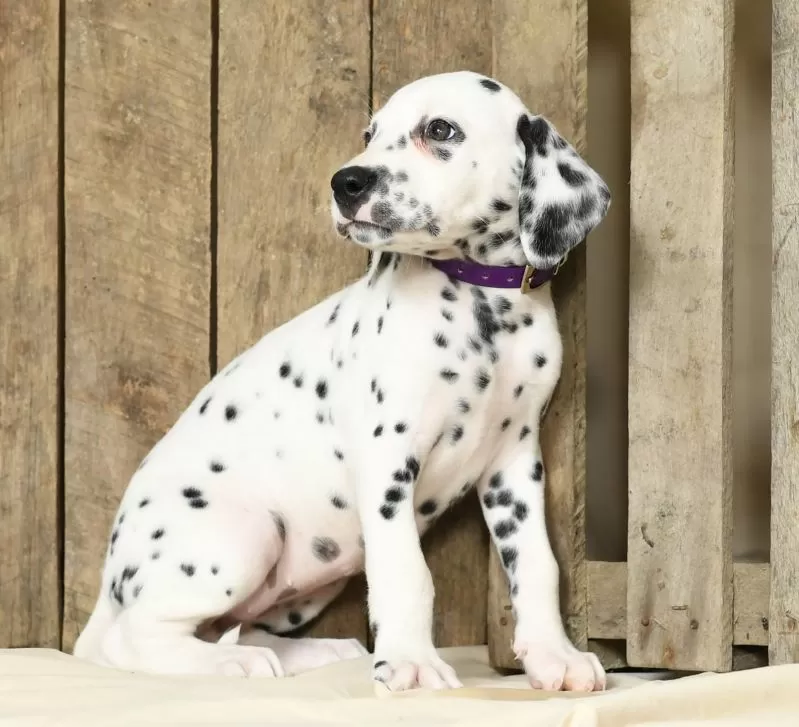 Heidi